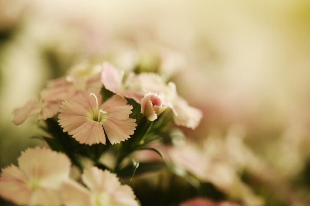 Blooming Lotus.Waterclouds.Hangzhou Exterior foto